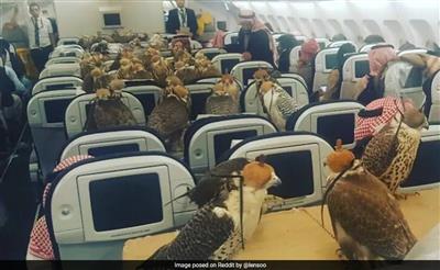जब सऊदी प्रिंस ने अपने 80 बाजों के लिए बुक कर ली थी फ्लाइट, पक्षियों के लिए बनवाया था पासपोर्ट