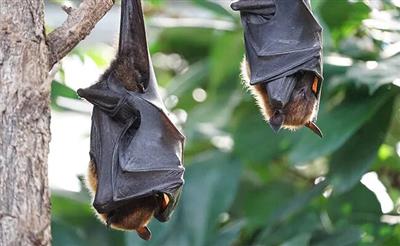Bats में फैलने वाला NeoCov बन सकता है इंसानों की अगली आफ़त, इस संक्रमण से हर 3 मरीज में से 1 की मौत होगी : चीन के वैज्ञानिकों की चेतावनी