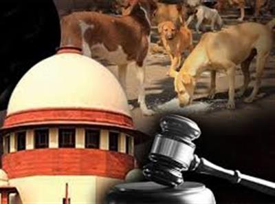 अब कुत्ते के काटने पर सरकार जिम्मेदार: सुप्रीम कोर्ट का बड़ा और राहत भरा फैसला