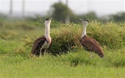 अंतर-राज्य संरक्षण प्रयासों से गुजरात में एक दशक बाद गोडावन के चूजे को सफलता पूर्वक अंडे से निकाला गया