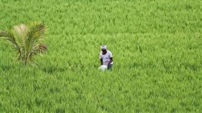 1 मई, 2026 तक ग्रीष्मकालीन फसलों के अंतर्गत क्षेत्रफल कवरेज की प्रगति