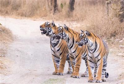 प्रधानमंत्री ने अंतरराष्ट्रीय बाघ दिवस की शुभकामनाएं दीं और बाघ संरक्षण के प्रति अपनी प्रतिबद्धता दोहराई